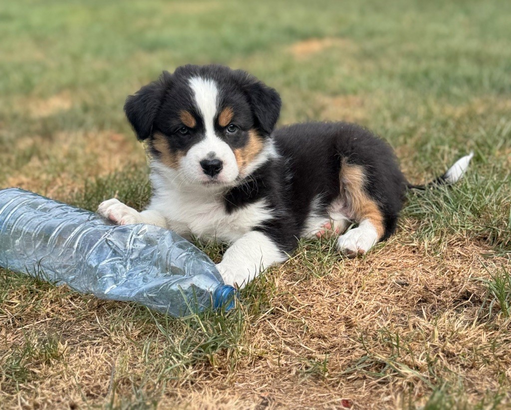 Of The Madjy Glimmer Of Hope - Chiots disponibles - Berger Australien