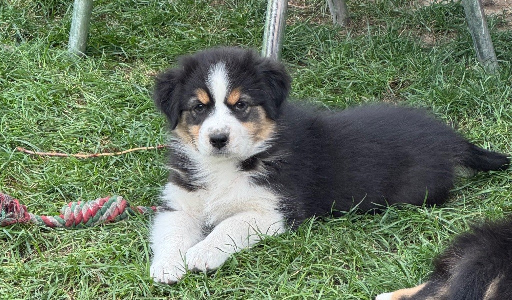 Of The Madjy Glimmer Of Hope - Chiots disponibles - Berger Australien