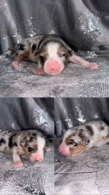 CHIOT 5